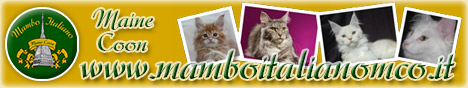 Mambo Italiano - Allevamento Amatoriale del Gatto Maine Coon