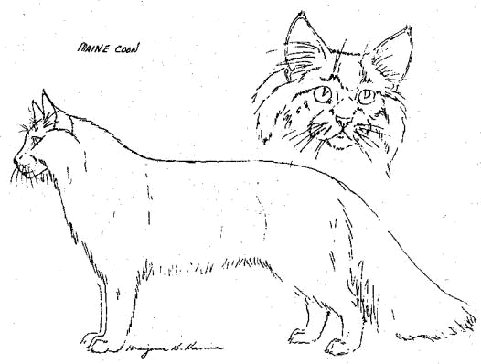 Standard Maine Coon