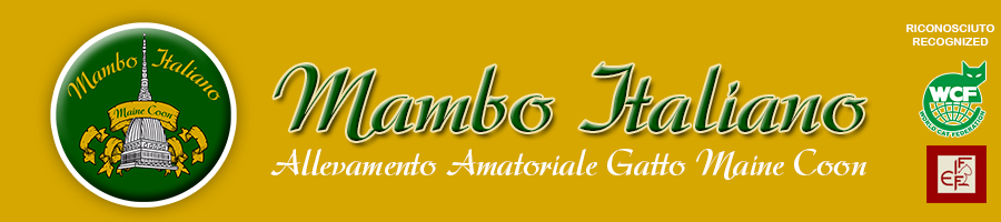 Mambo Italiano - Allevamento Amatoriale del Gatto Maine Coon